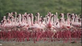 Gujarat’s Chhari-Dhand, Etah’s Patna bird sanctuary wetland get Ramsar site tag.