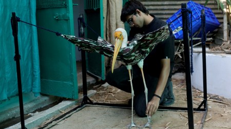 Gujarat birds injured by kite strings, birds injured by kite strings, kite strings, kite strings injuries, Painted storks, pelicans, barn owls, Indian express news, current affairs
