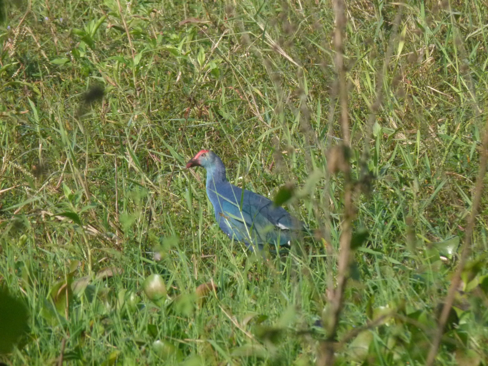 Birdwatching (Photo: Ranjit Lal)