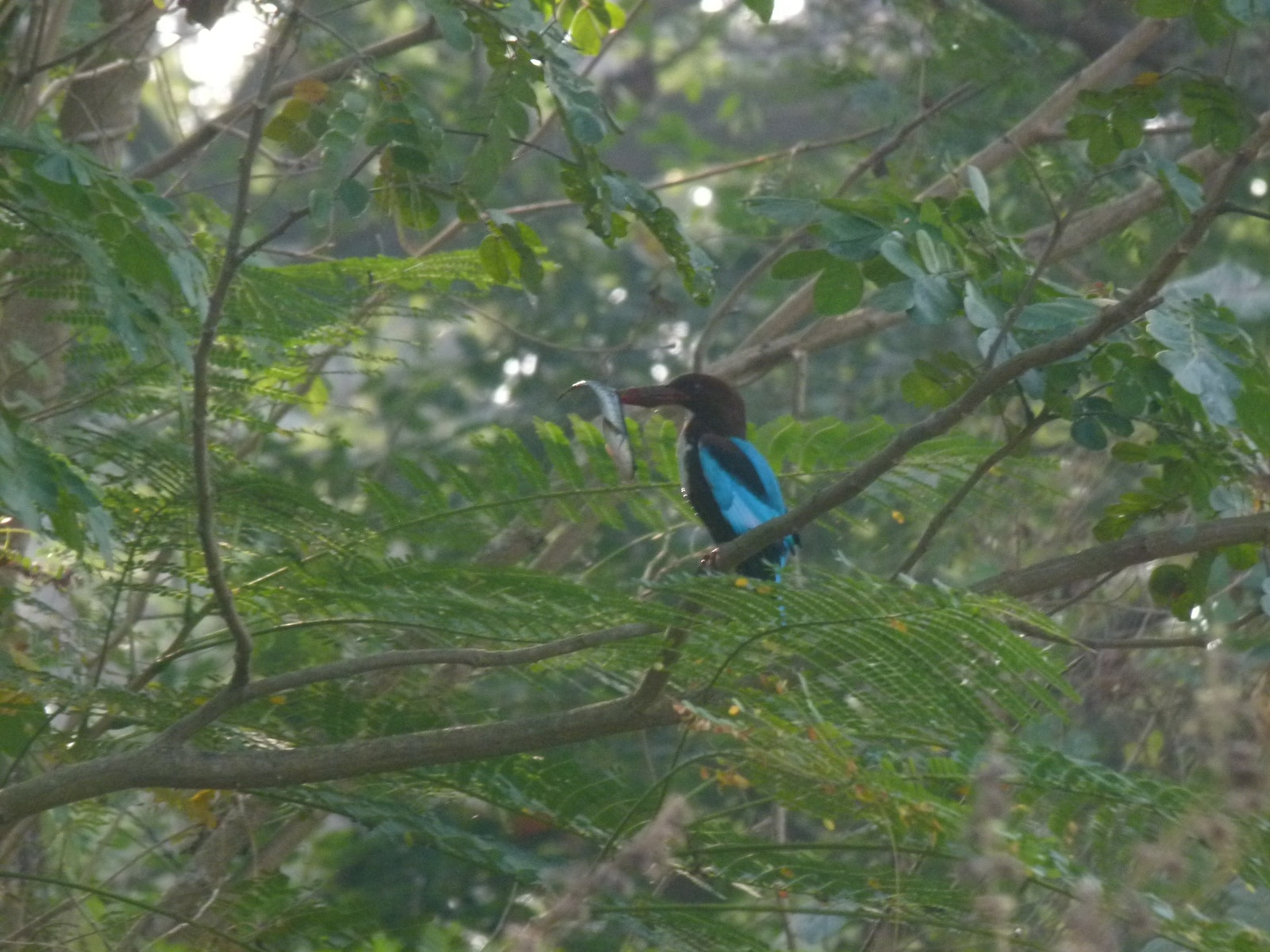 Karmali Lake (Photo: Ranjit Lal)