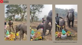 baby elephant momo's birthday in Assam