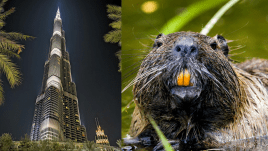 beaver