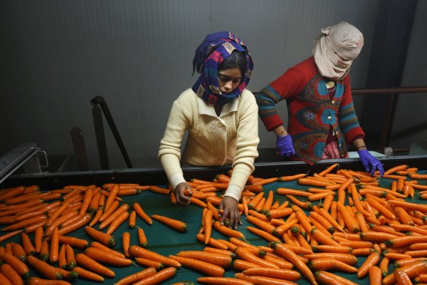 carrot farm