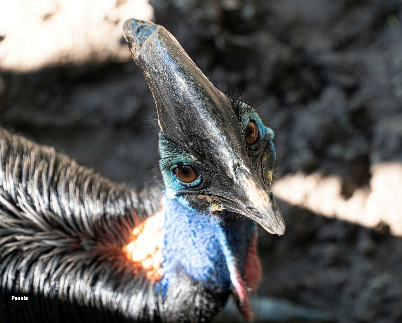 cassowaries 