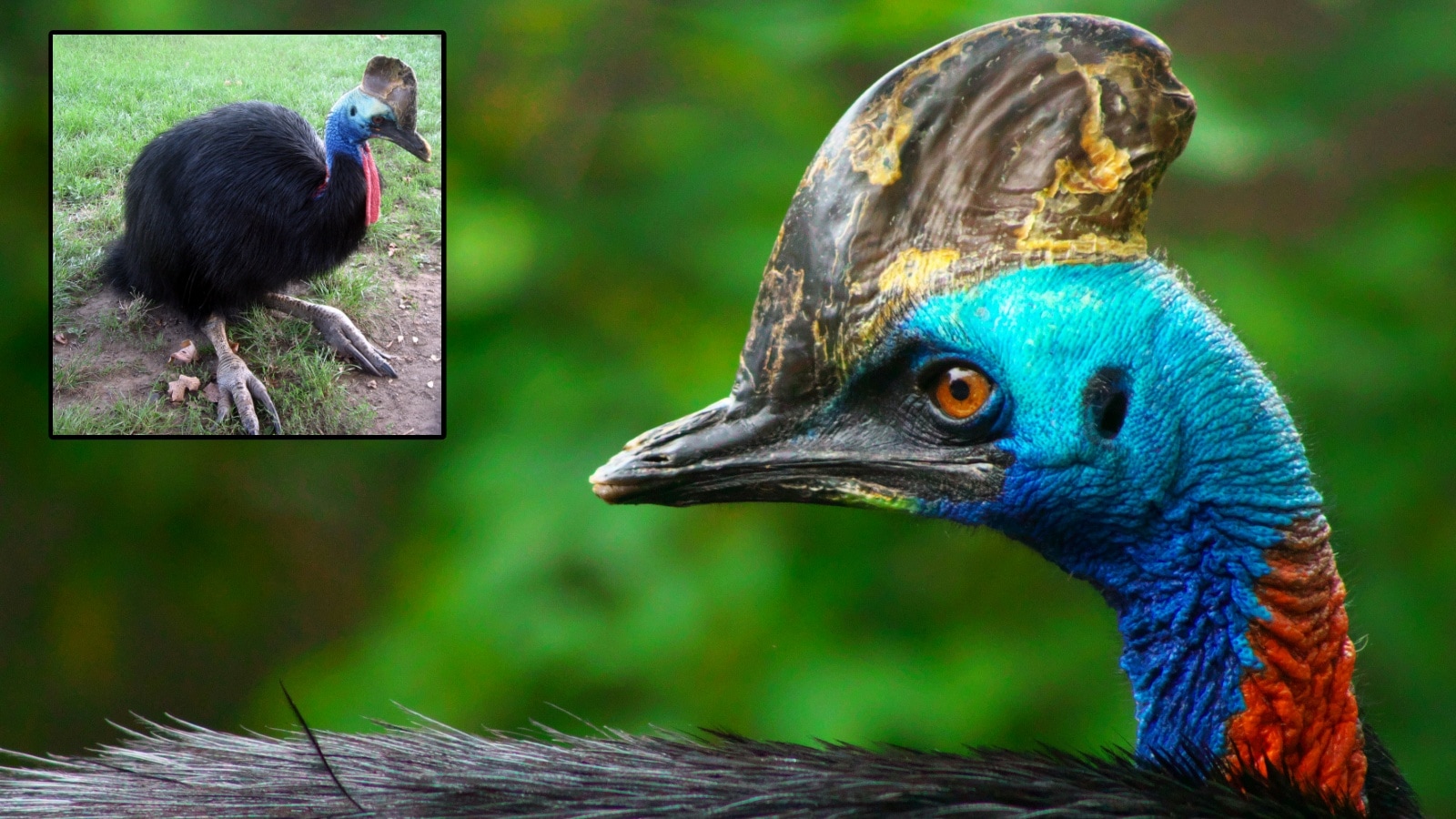 Cassowaries identified as among the world’s most dangerous birds