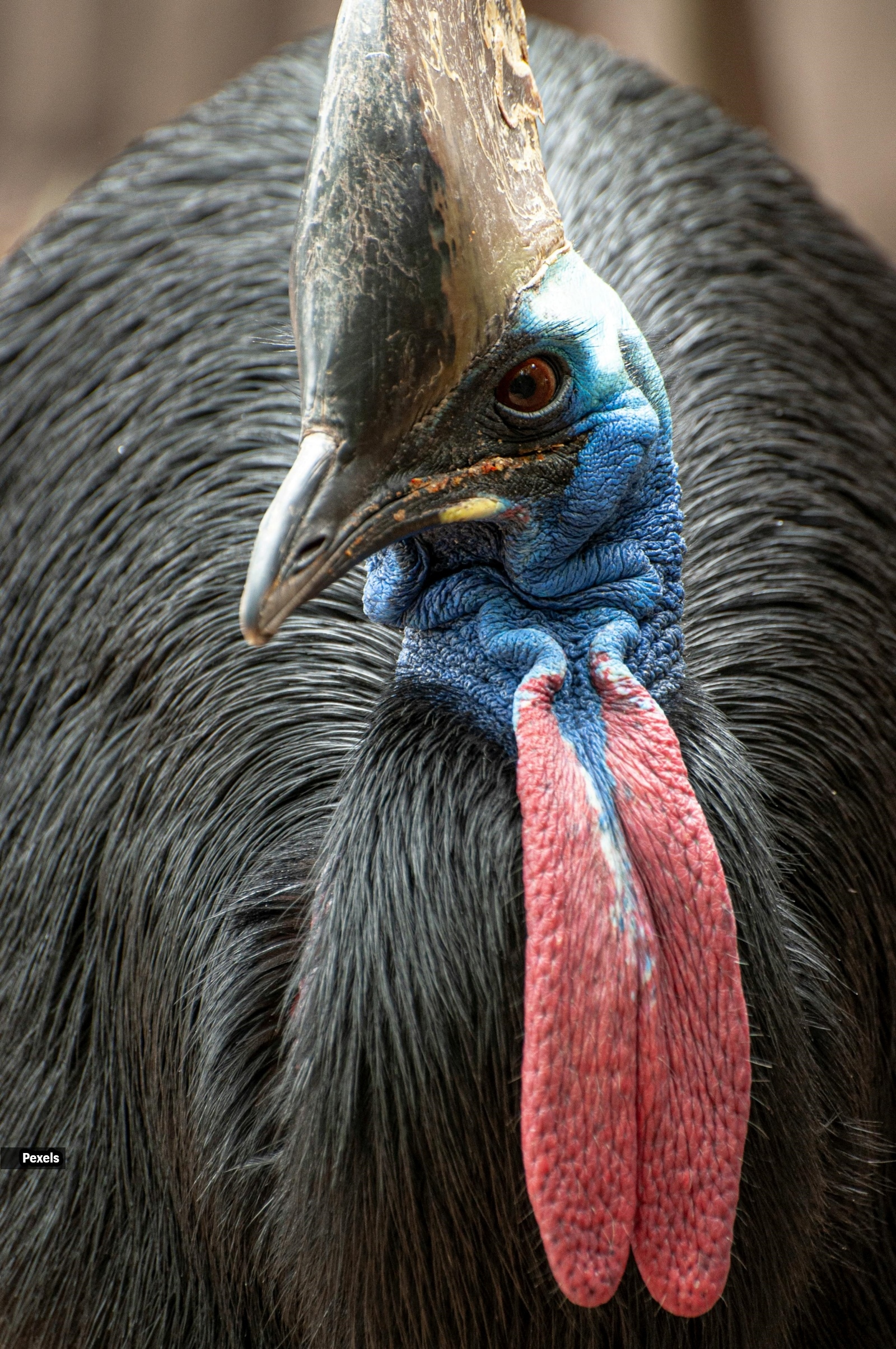 cassowaries