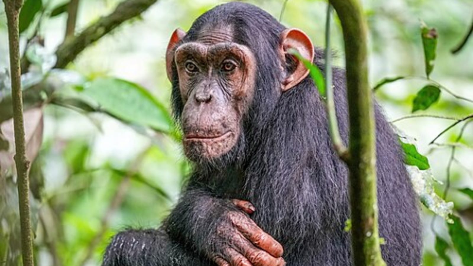 chimpanzee