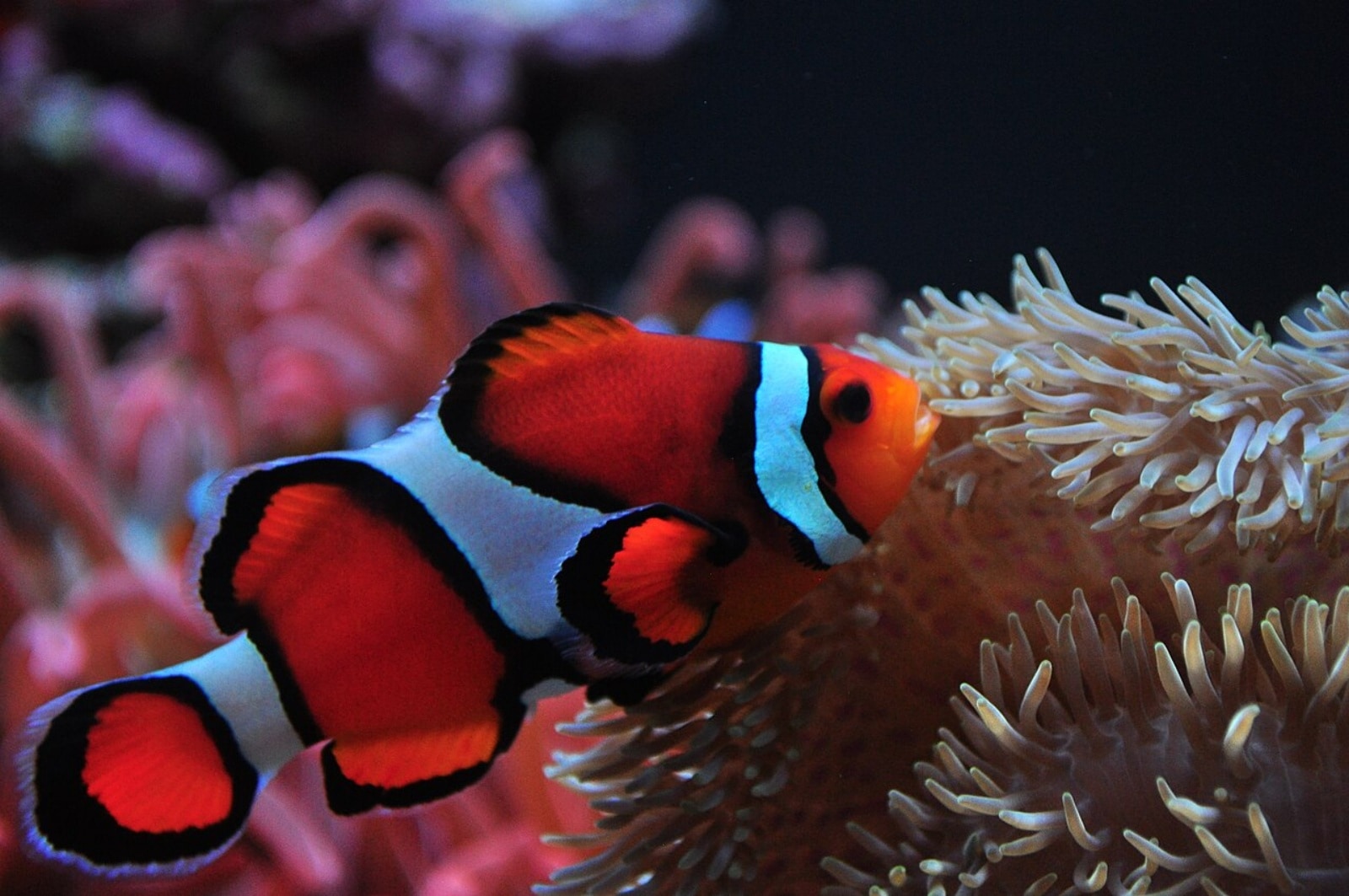 Clownfish