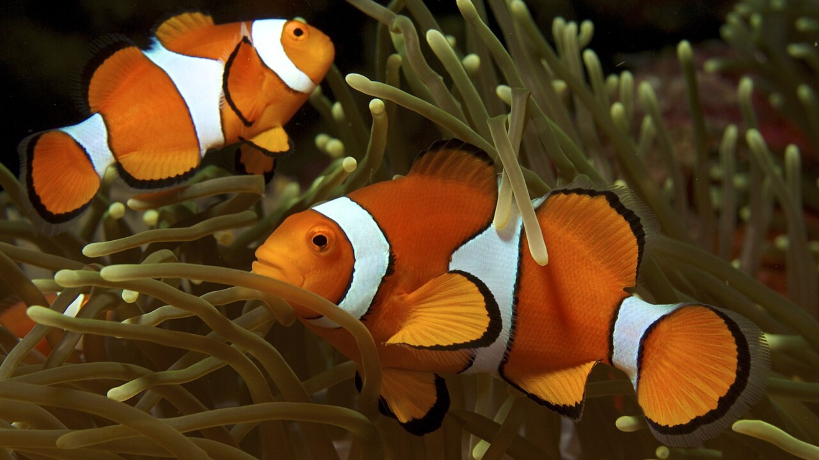 Beyond Finding Nemo: 5 Animals That Switch Gender for Survival