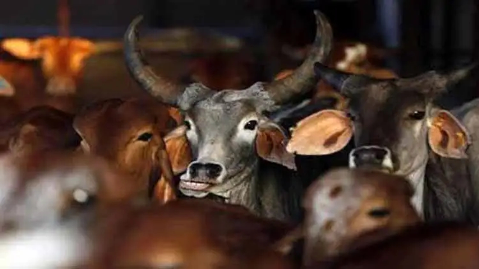Chandigarh Orders 24/7 CCTV After 50 Mutilated Cow Carcasses Found