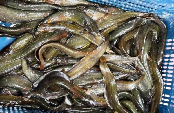 A Moving Bed Biofilm Reactor (MBBR) uses beneficial bacteria to convert toxic ammonia generated from fish waste into nitrate, which is harmless to fish.