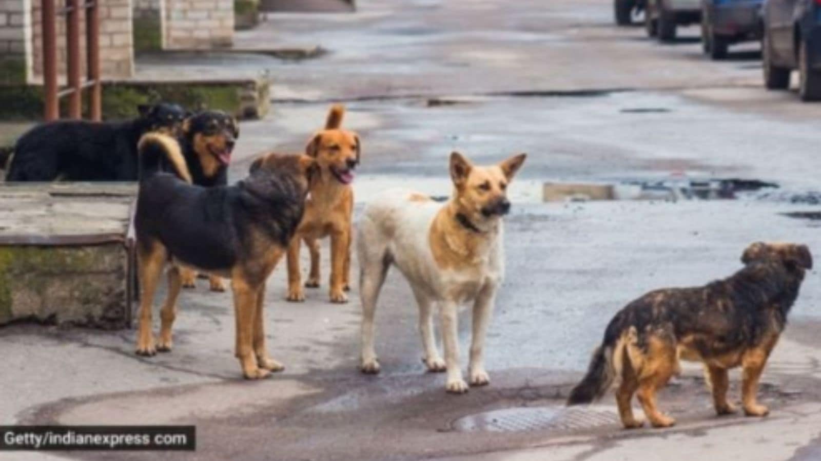 Roads have to be clear of dogs, no need to have them running around, causing accidents: SC