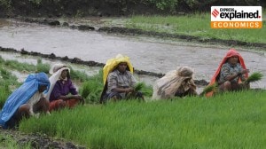 How a ‘Goldilocks combination’ in agriculture has kept food inflation at bay
