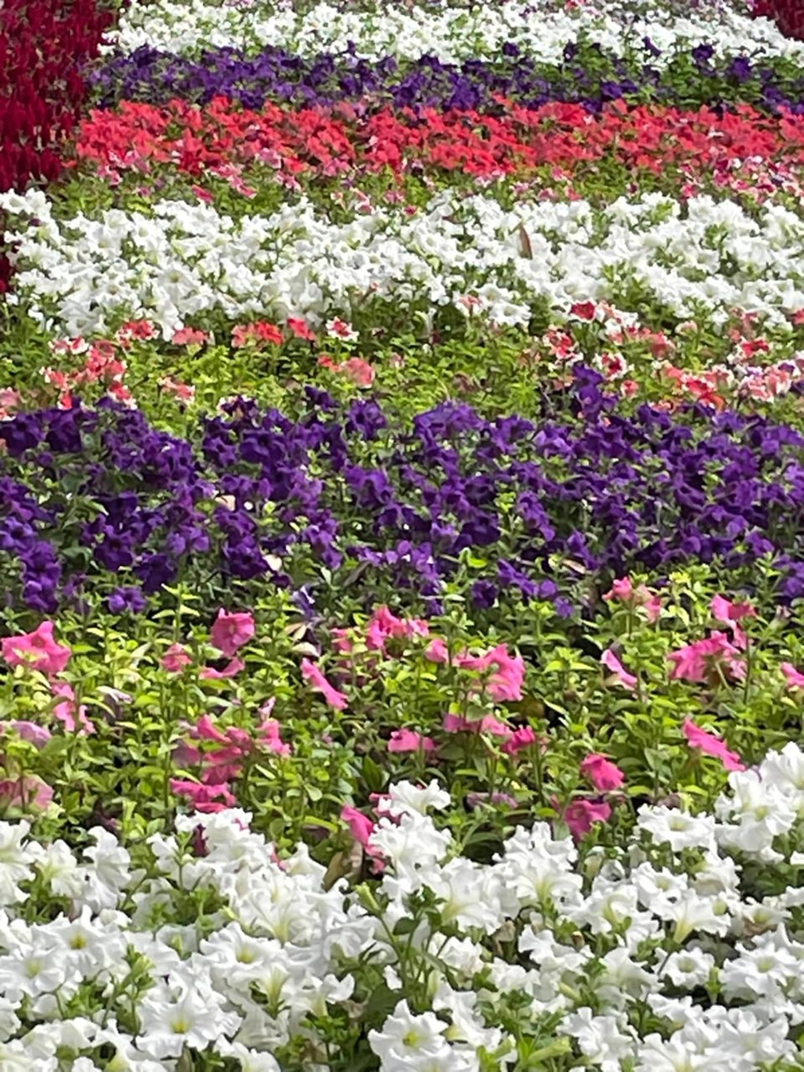 flower exhibition 2026