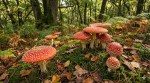 fly agarica fly agarica mushroom