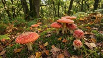 fly agarica fly agarica mushroom