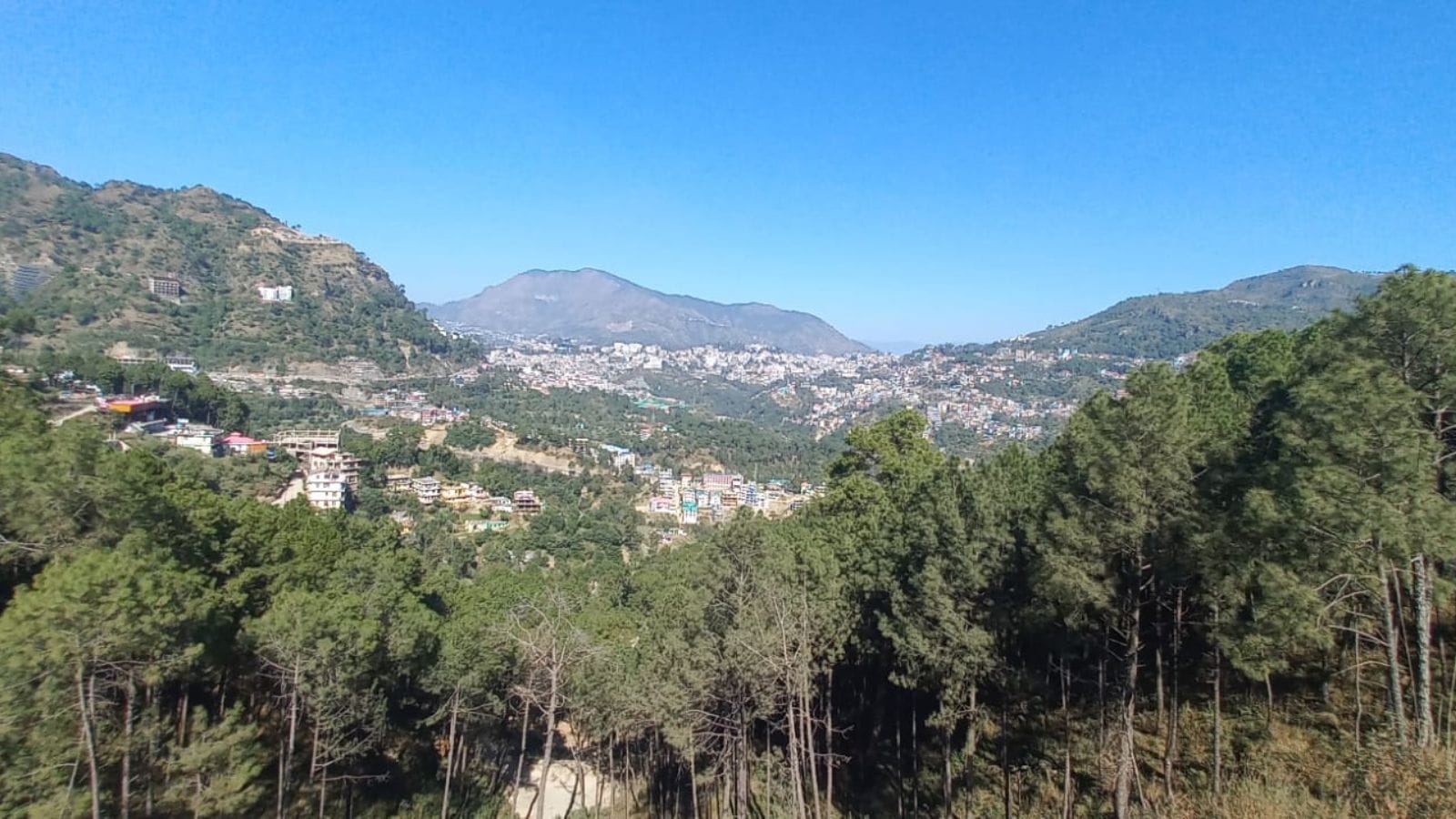 Decades-old ‘simmering’ fires, termites, invasive weeds: Why forests in 3 Himachal districts are in critical decline