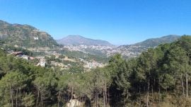 repeate forest fires harms the ecosystem