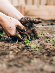 8 types of gardening to try this year