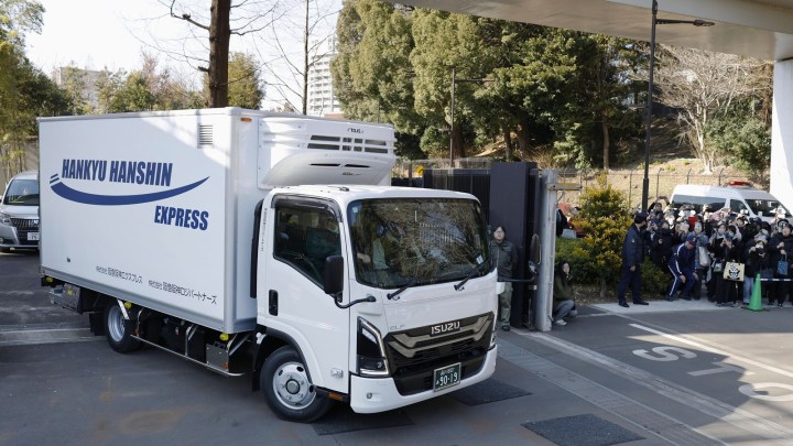 japan china giant panda