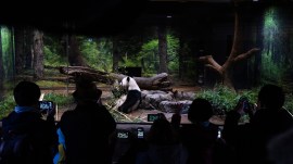 japan china giant panda