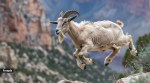 goat