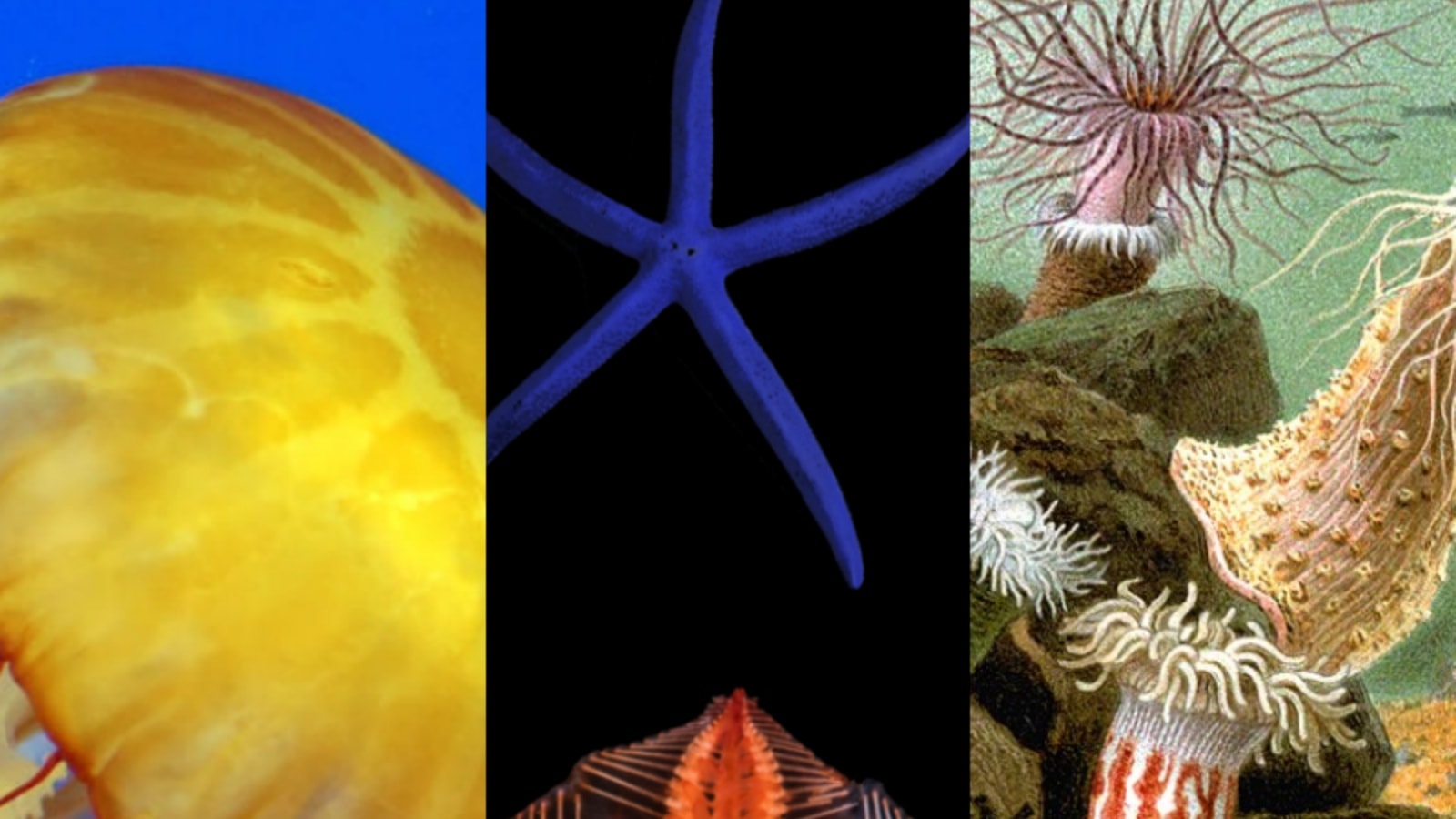 These animals live perfectly well without a heart