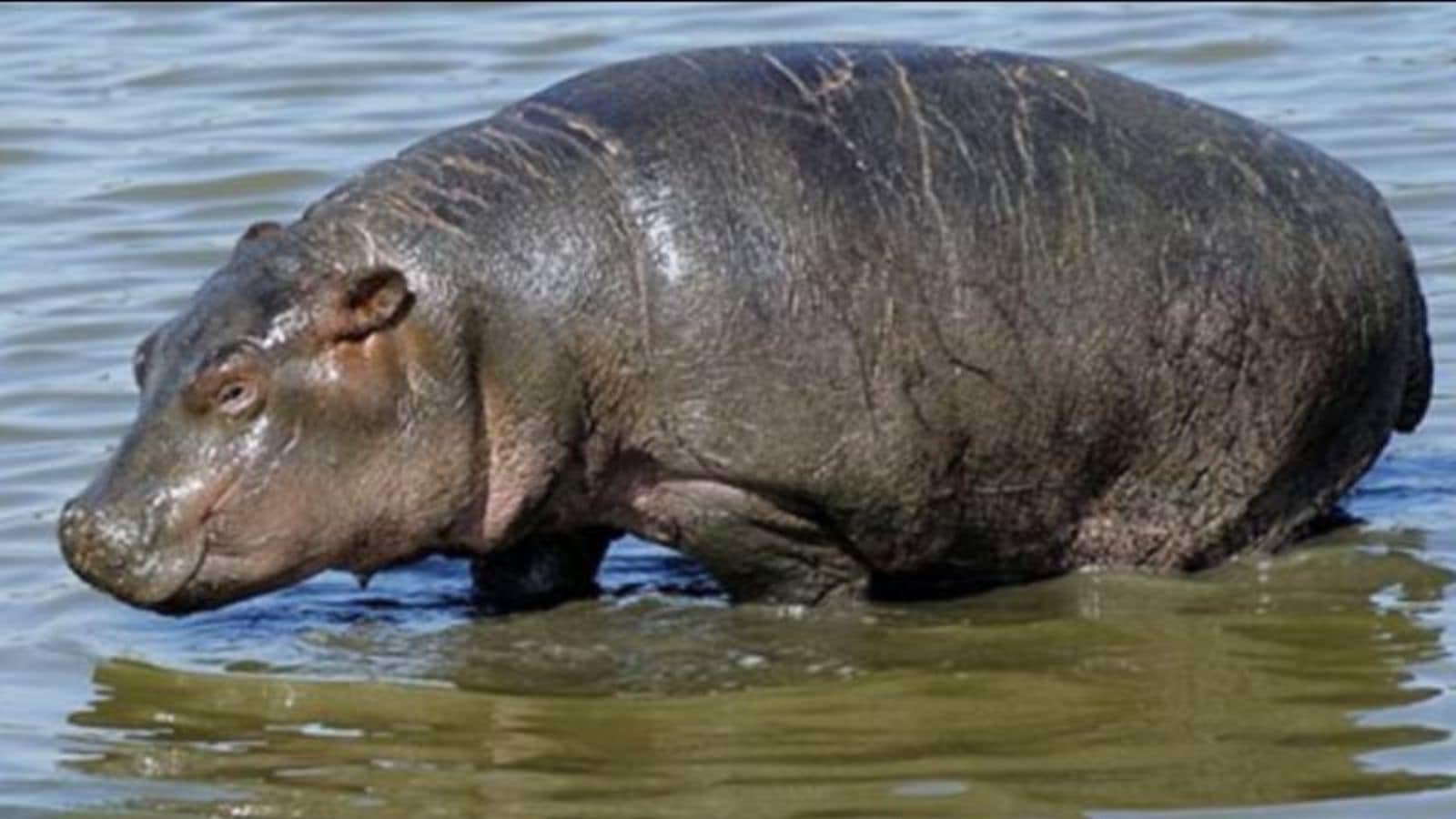 Ailing hippo at Kolkata’s Alipore Zoo finally steps out after 20 days in water