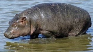 According to zoo sources, the hippo had been responding positively to antibiotics and other medications aimed at stimulating its nerves.