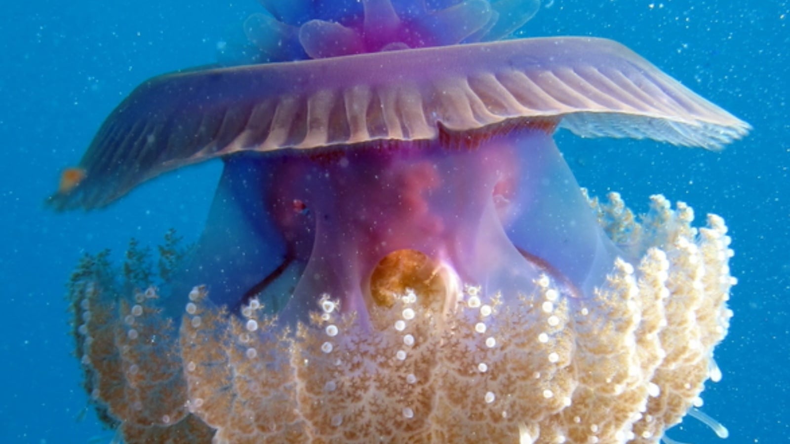 animals with no heart