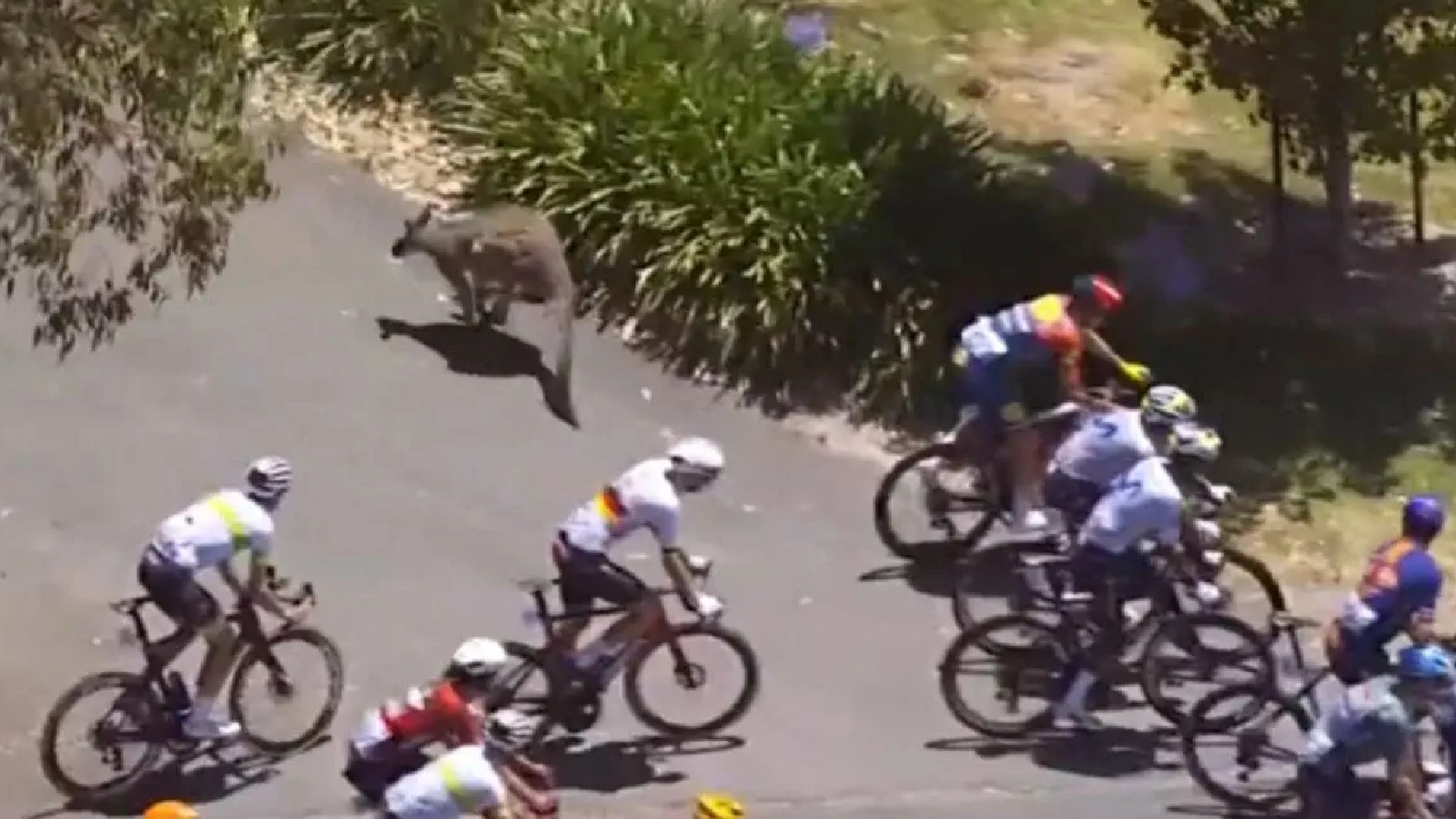Overall race leader Jay Vine struck the kangaroo and was knocked from his bike at the UCI World Tour season opener. (X/CanadianCycling)