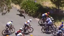 Overall race leader Jay Vine struck the kangaroo and was knocked from his bike at the UCI World Tour season opener. (X/CanadianCycling)