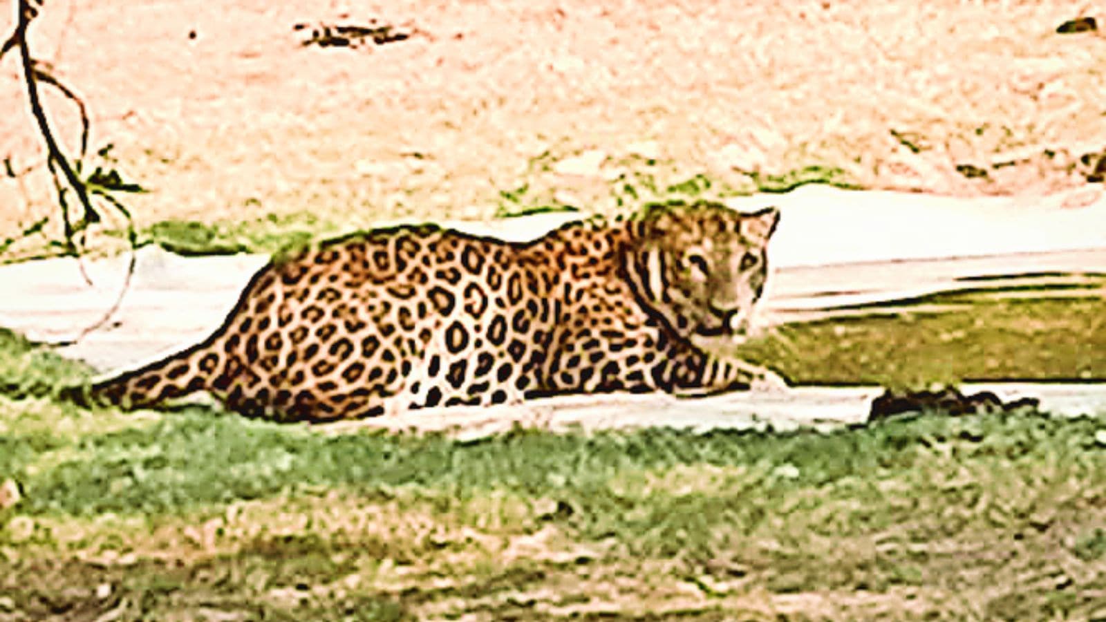 4-Year-Old Girl Succumbs to Leopard Attack in Dang District, Forest Department Sets Traps