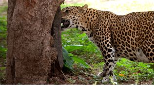 leopard sightings in Pune