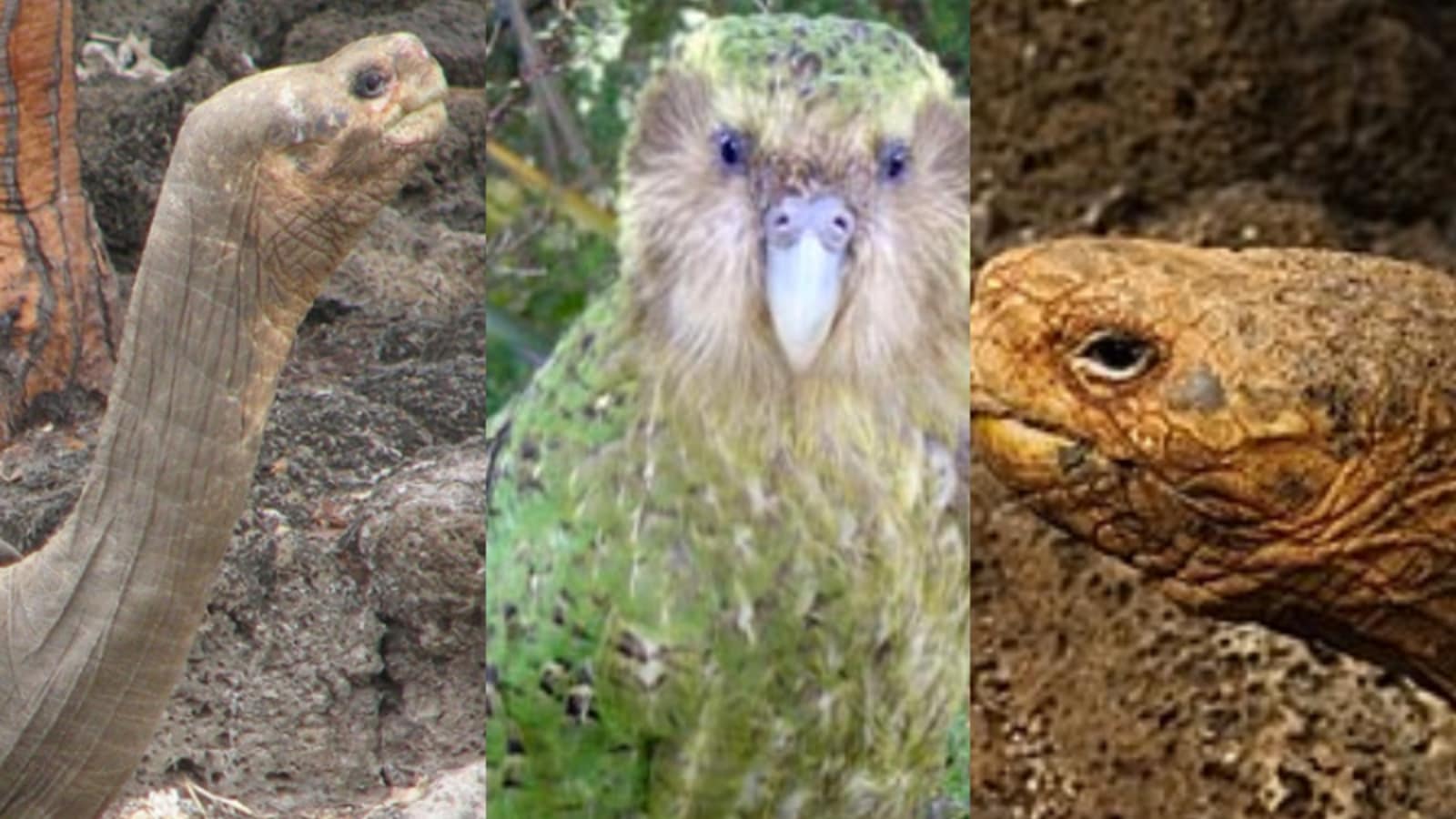 Some of the world’s loneliest animals are…