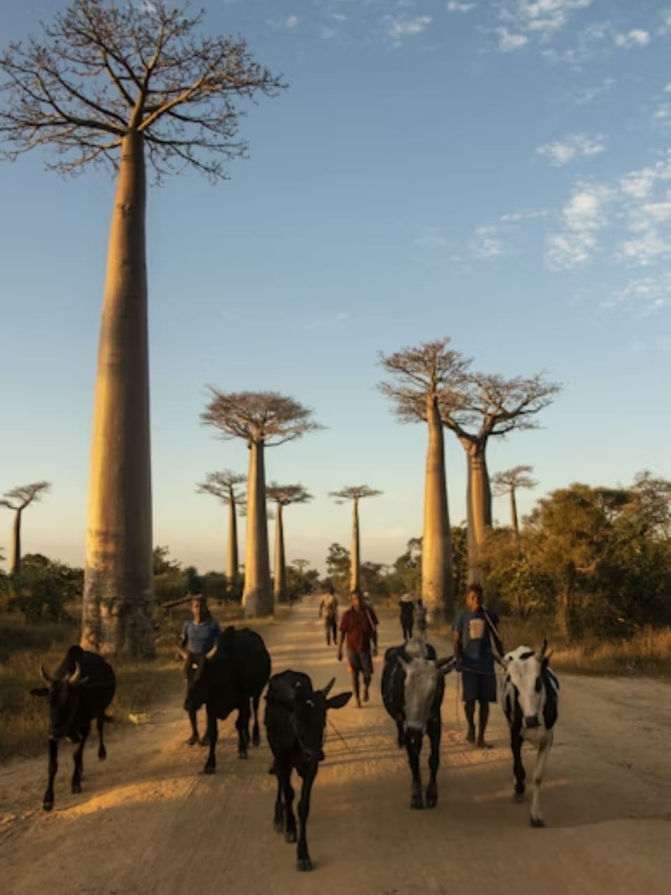 Madagascar Travel Guide: Top Destinations & Unique Experiences