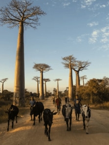 Places to visit in Madagascar