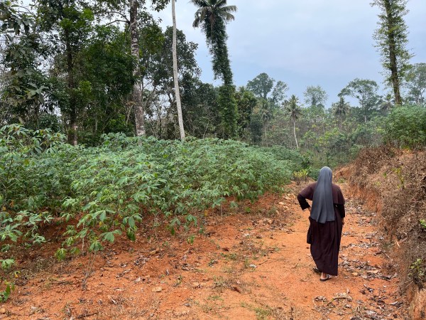 The tracts around the Mission Home now have rows of tapioca, cabbage, cauliflower, ginger and turmeric plants