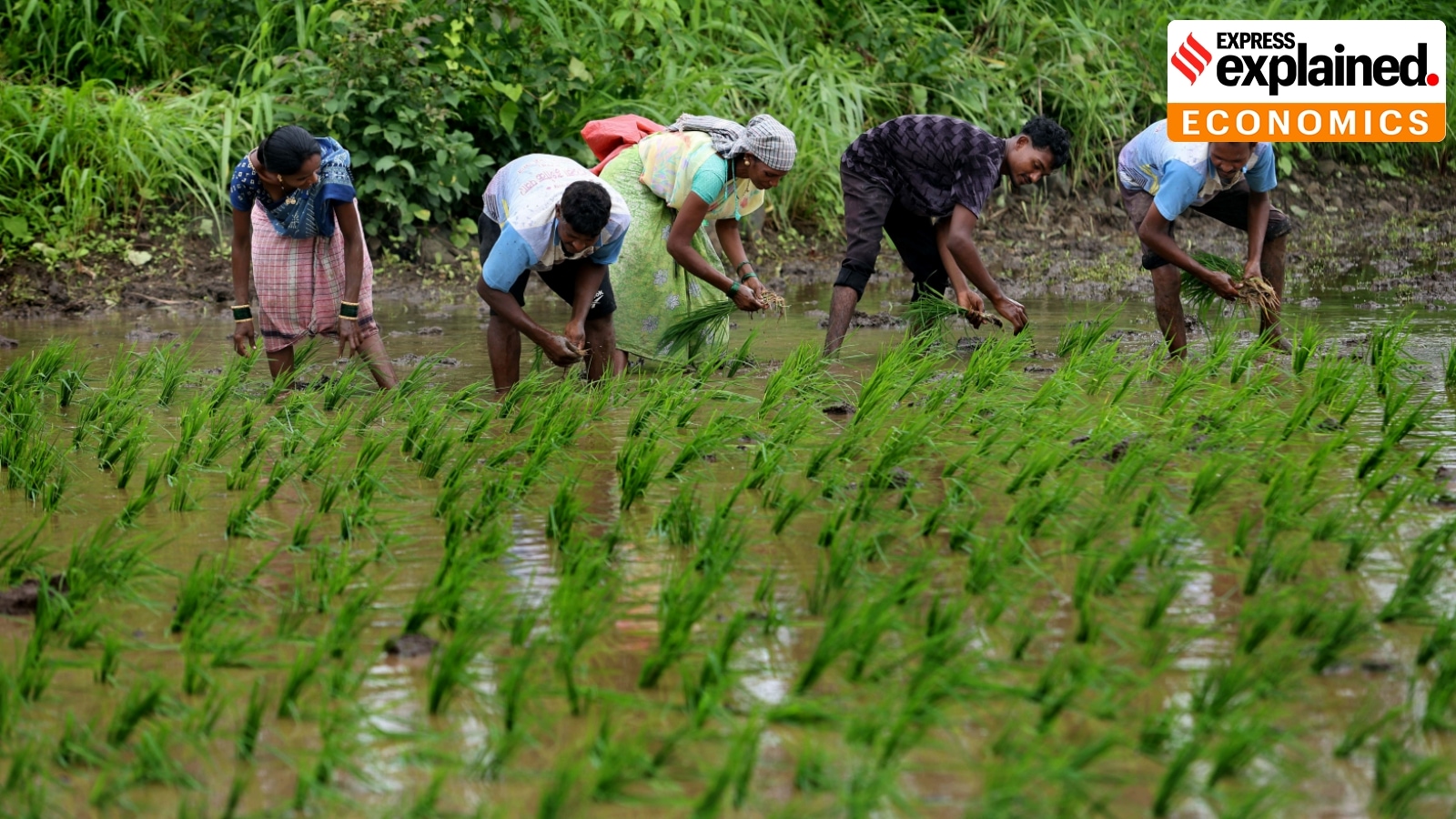 India has surpassed China in rice production. But this love for paddy is not without pitfalls