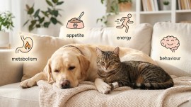 Which key hormones are affected after sterilisation, and how do these changes influence a pet’s metabolism, energy levels, and overall health over time?