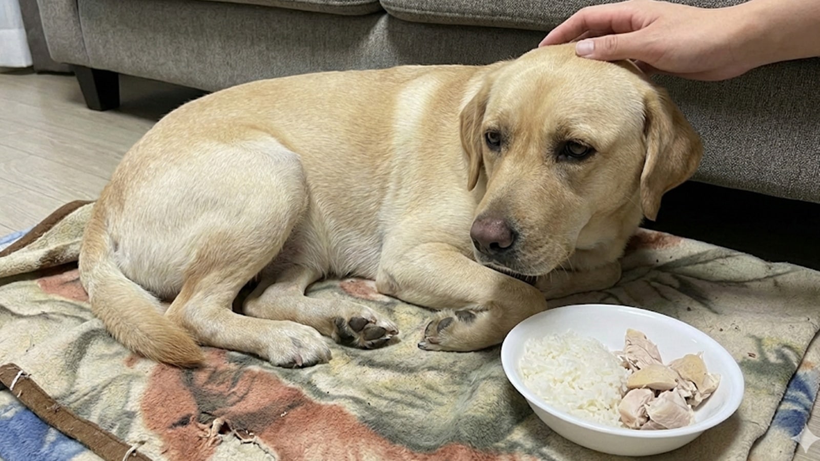 How your pet’s gut health affects behaviour and aggression