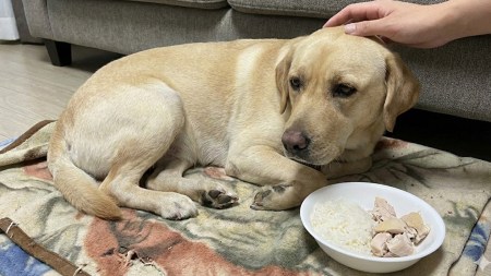 Is your pet’s aggression or anxiety coming from the gut?