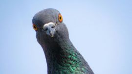 The petitioner’s contention is that there was a large-scale menace happening in the state because pigeons are causing certain kinds of diseases.