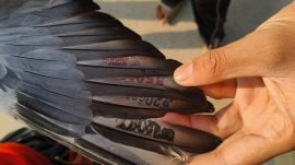 Pointing out that its wings were also found stamped, sources said the bird had red and yellow rings on its leg inscribed with the words ‘Rehmat Sarkar’ and ‘Rizwan 2025’. I