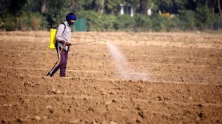 punjab farmer
