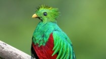 quetzal