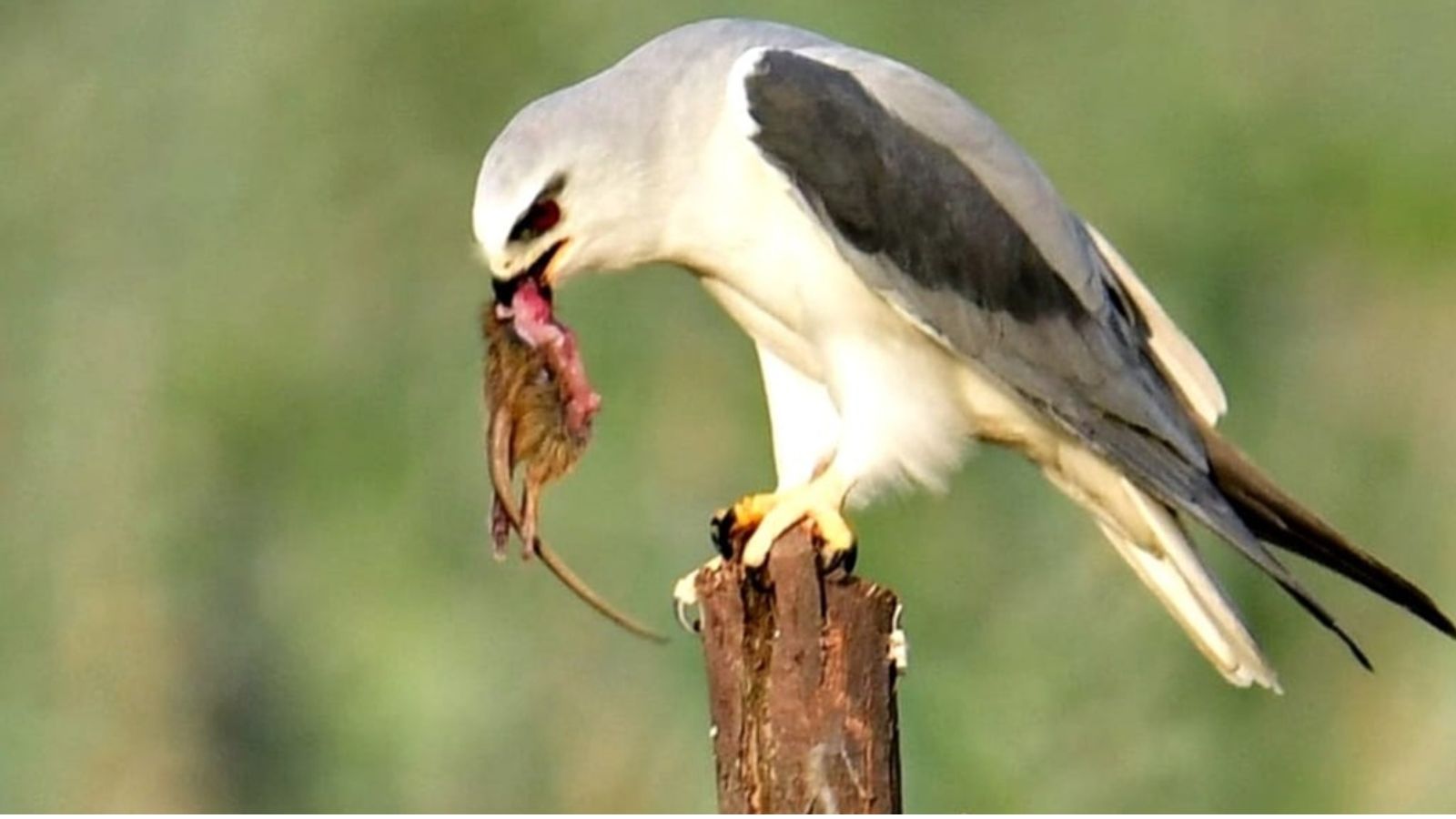 First Raptor Survey in Gujarat