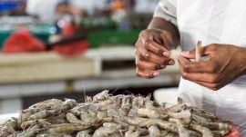 US tariff high, India’s seafood exports to other nations up 16%
