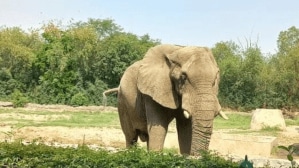 Goodbye, Craig. You lived free, our tuskers don’t