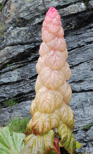 UPSC Essentials | Daily subject-wise quiz : Environment and Geography